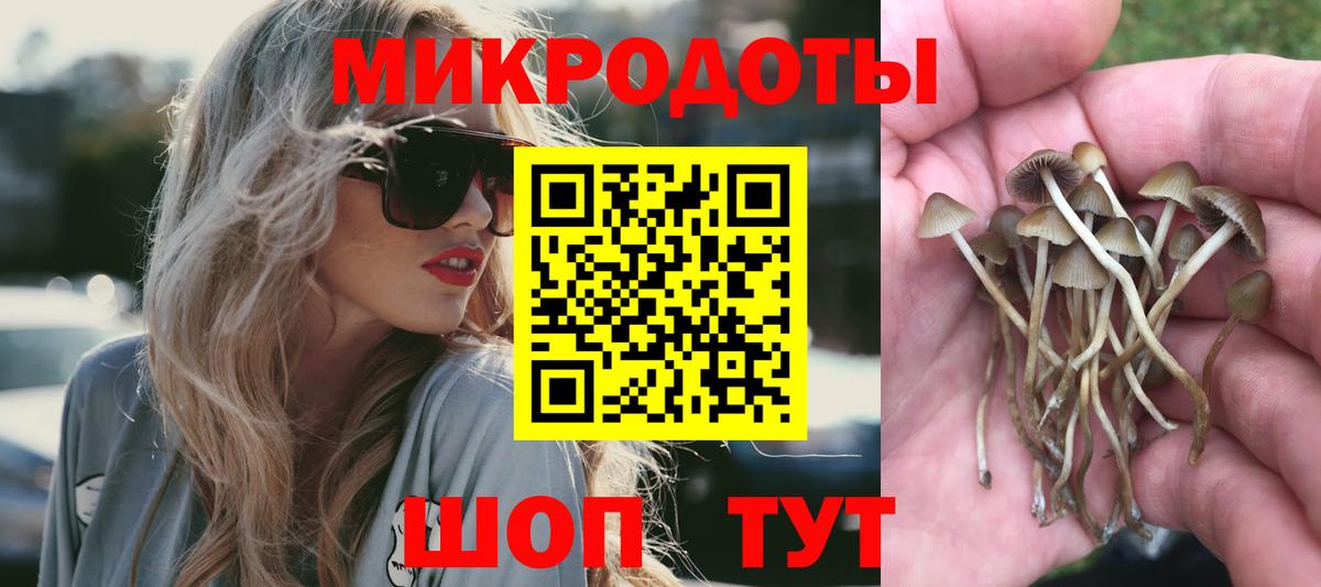 Псилоцибиновые грибы Psilocybe Чехов